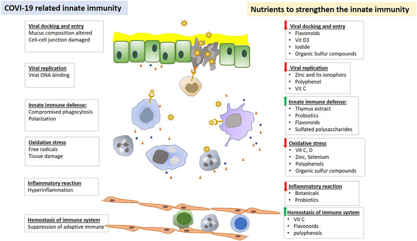 Opinions on the current pandemic of COVID-19: Use functional food to boost our immune functions